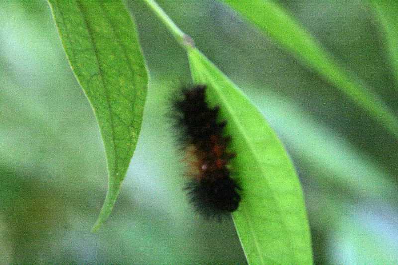 Mexico & Guatemala 2010 - 1063